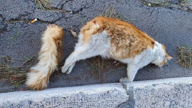 Orrore a Capodanno: gatto imbottito di petardi e fatto esplodere