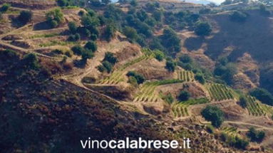 Vinocalabrese. it: il portale cambia veste, nuove funzionalità al servizio del settore produttivo