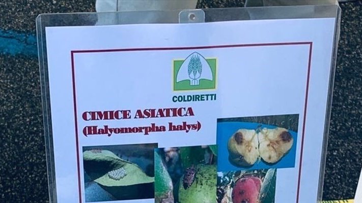 Coldiretti Calabria è preoccupata per la cimice asiatica