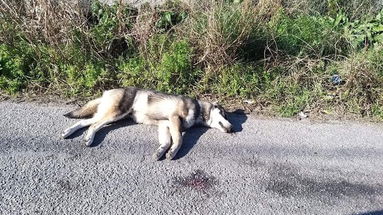 Corigliano Rossano, continua il massacro: ennesimo cane avvelenato