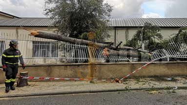 Vento oltre 50 nodi: mare in burrasca e alberi abbattuti