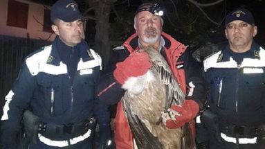 Calabria: spettacolare salvataggio di un Grifone, il rapace con l'apertura alare di 3 metri