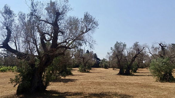 Agricoltura, contro le specie aliene serve sinergia interforze