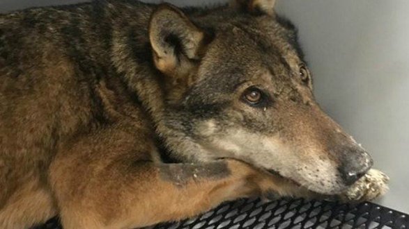 Hanno ucciso Arvo: il lupo curato e rimesso in libertà l'8 gennaio