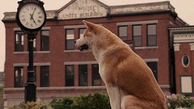 Hachiko e l'8 marzo: il Giappone oggi festeggia la fedeltà