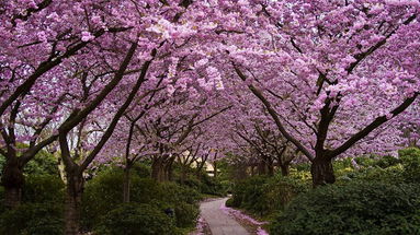 Alberi già in fiore: ecco perché non è una bella notizia