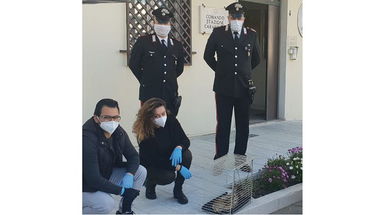 I Carabinieri salvano un falco insieme al vice Sindaco