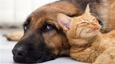 Gatti in coma etilico, cani ustionati con la candeggina: le assurde disinfestazioni anti-Covid