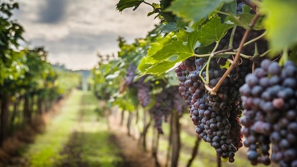 Settore vitivinicolo, Gallo: «Avviato controllo con Governo per evitare il tracollo»