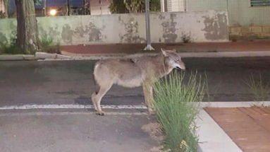 Un lupo a passeggio per le strade vuote di Crotone