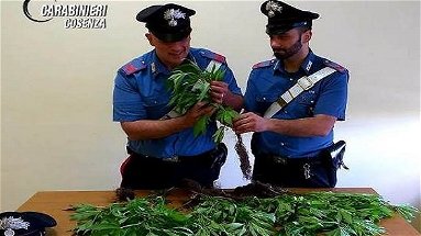 16 piante di cannabis nel giardino di casa, denunciato dai Carabinieri