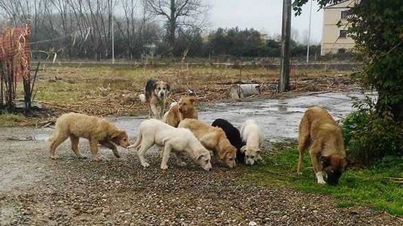 Il randagismo in città è diventato un allarme. Incursioni notturne e persone aggredite