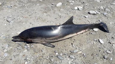 Delfino spiaggiato sul lungomare di Rossano