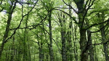 PSR, 14 milioni per la valorizzazione del patrimonio forestale