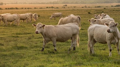 Agroalimentare: dalla Regione sostegno agli allevatori calabresi