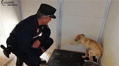 Cane ferito ad una zampa, i Carabinieri gli salvano la vita