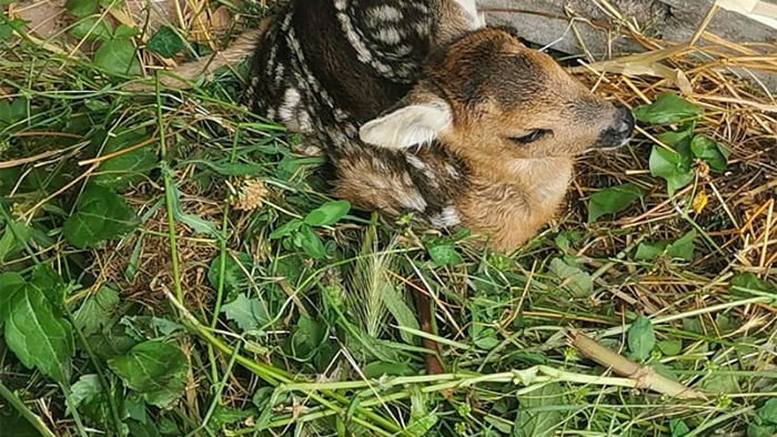 Soccorso un cucciolo di capriolo rimasto ferito accidentalmente sotto le ruote di un trattore