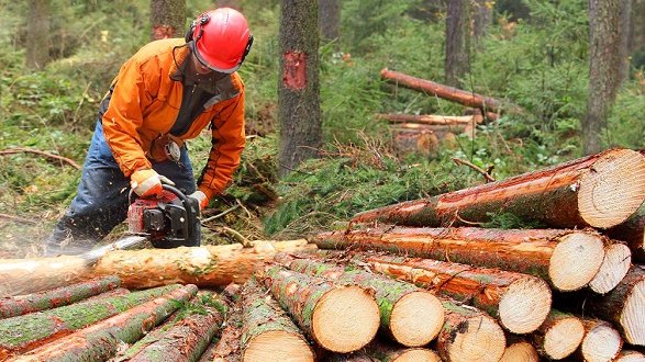 Le imprese boschive potranno allungare i tempi per il taglio ed esbosco