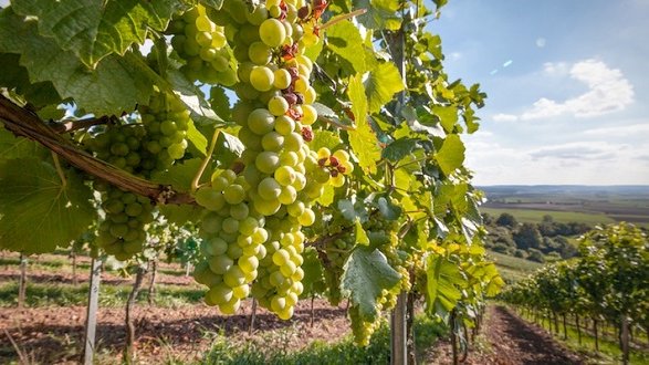 Il New York Times incorona la Calabria: il suo vino bianco è nella top 10