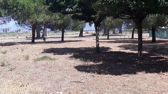 Sfalcio erba condotti da Calabria Verde presso il Parco di Sibari