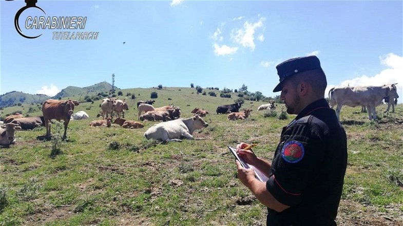 Controlli sui pascoli del Pollino: sanzioni per bovini privi di identificazione