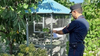 Trovato con uccelli di una specie protetta: denunciato dai Carabinieri