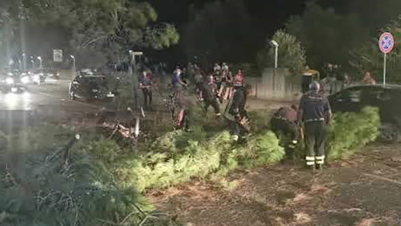 Cade un albero su Viale Sant'Angelo. Tragedia sfiorata