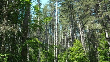 Calabria: dal PSR un milione per i piani di gestione dei siti natura 2000