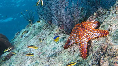 Ad Amendolara i concorsi per la stazione zoologica: partecipanti dall'Italia e dall'estero