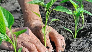 Emergenza Covid-19, Gallo: regione in soccorso delle aziende agricole frenate dal lockdown