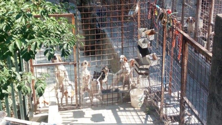 Sequestrato allevamento di cani dai Carabinieri Forestale
