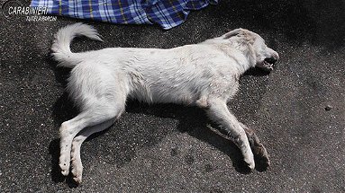 Avvelenamento cani, indagine in corso dei carabinieri della forestale