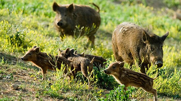 Amendolara, Sindaco chiede alla Regione risarcimento per agricoltori danneggiati da cinghiali e lupi