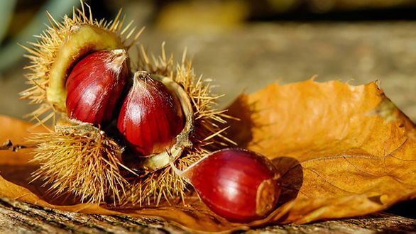 Non solo Covid (per fortuna): in Calabria sono arrivate le prime castagne e sono... una prelibatezza!