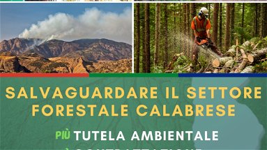 Flai Cgil, Fai Cisl e Uila Uil: «Incontro urgente con la Regione sulla situazione economica del settore forestale»
