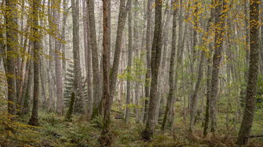 Parco Nazionale della Sila, consegnato il premio 