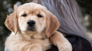 Corigliano Rossano crea un opuscolo per chi ha animali