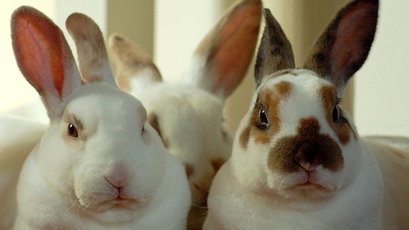 La storia di sei coniglietti rubati e ritrovati dai carabinieri