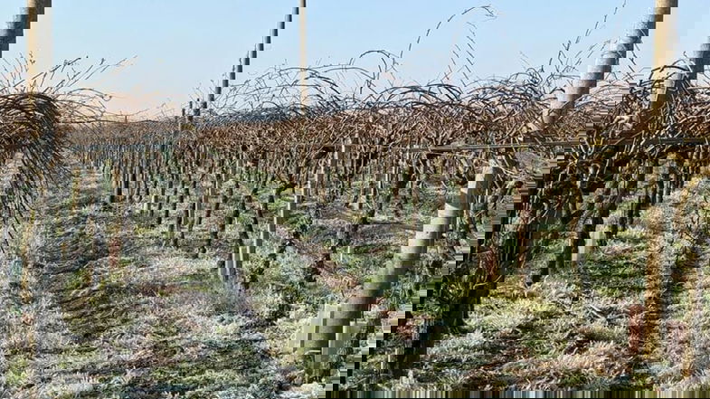 Gelate 2020, il Comune di Altomonte ringrazia l’assessore Gallo