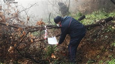Furto di alberi, i Carabinieri Forestale identificano e denunciano l’autore 