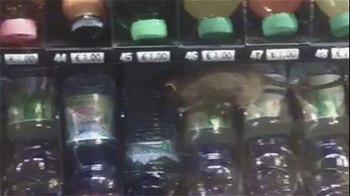 Sanità, topi a passeggio nel distributore degli snack dell'ospedale 