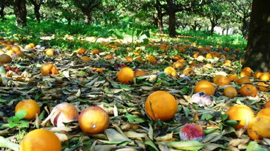 Agricoltura, comuni della fascia ionica chiedono la dichiarazione dello stato di emergenza