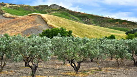 Agricoltura, M5S Europa: «No scippi ai fondi del sud Italia»