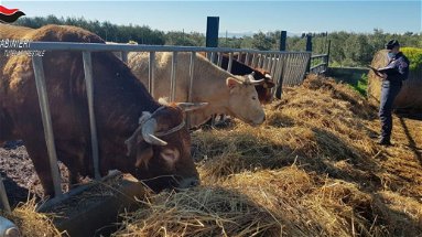 Maltrattamento animali, a Cerchiara denunciato un allevatore e posti sotto sequestro i bovini