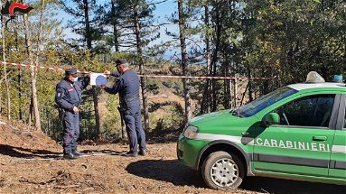 Taglio abusivo in Sila: sequestrati 15 ettari di bosco e denunciata la ditta per il reato di furto aggravato
