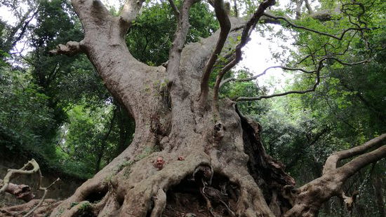 La Calabria sul podio: l’albero dell’anno è quello di Curinga