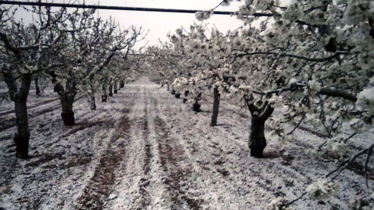 Coldiretti Calabria: «La temperatura crolla di oltre 10 gradi a rischio le coltivazioni»