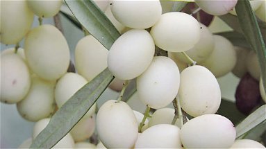 Calabria, la rara oliva bianca diviene “albero di interesse regionale”