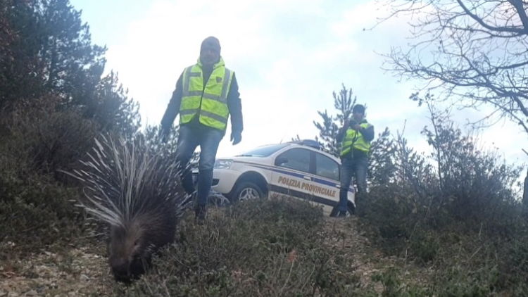 La Polizia Provinciale recupera un Istrice stremato dalla neve in Sila