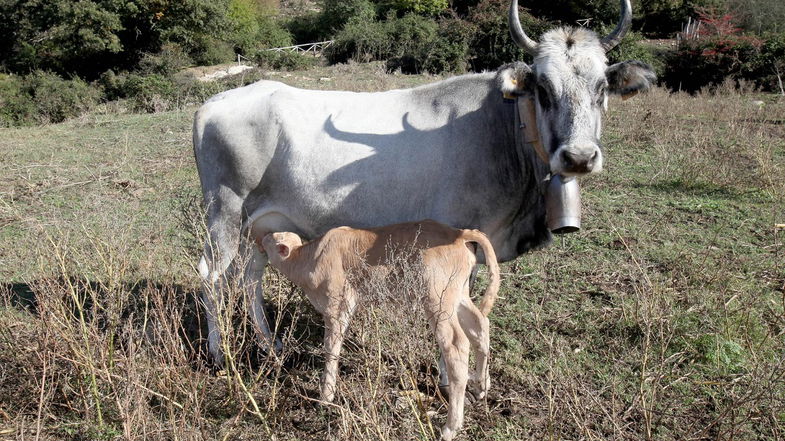 Il Gal Sila partecipa al convegno internazionale “PArlaRE di ruralità e prodotti”